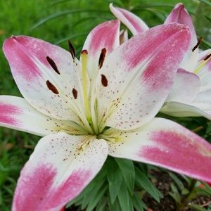 Meet your Posher, Deann